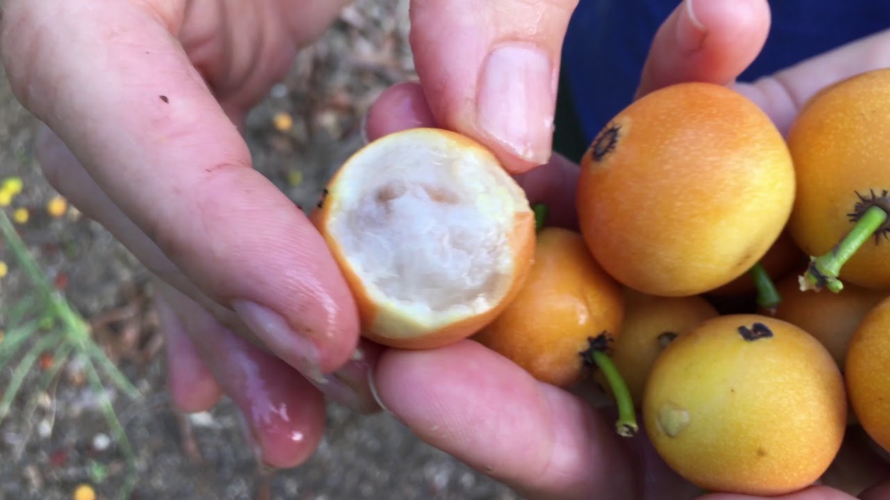 Madrono Fruit Tree - Like Achacha for colder Climates (Garcinia intermedia)