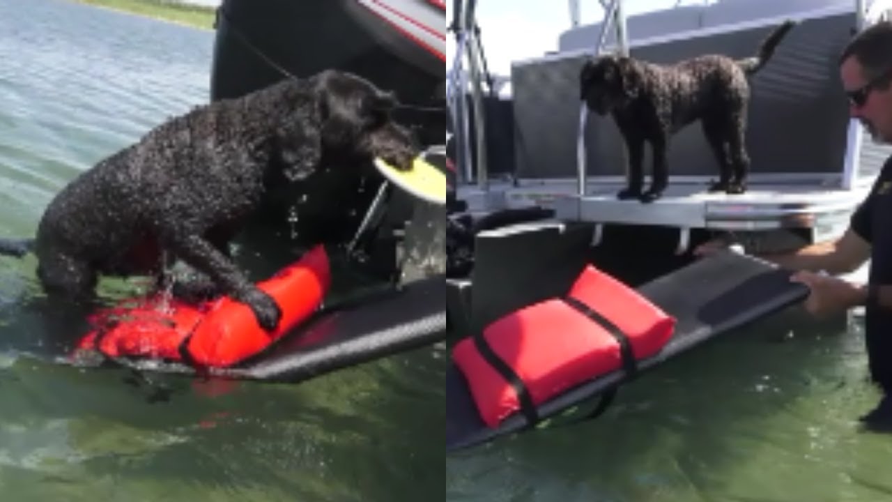 Dog Boat Ramp - Easy In And Out for the Finn Dog