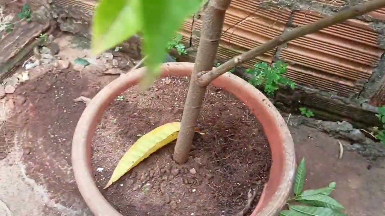 Como MANTER um PÉ de PINHA plantada no VASO