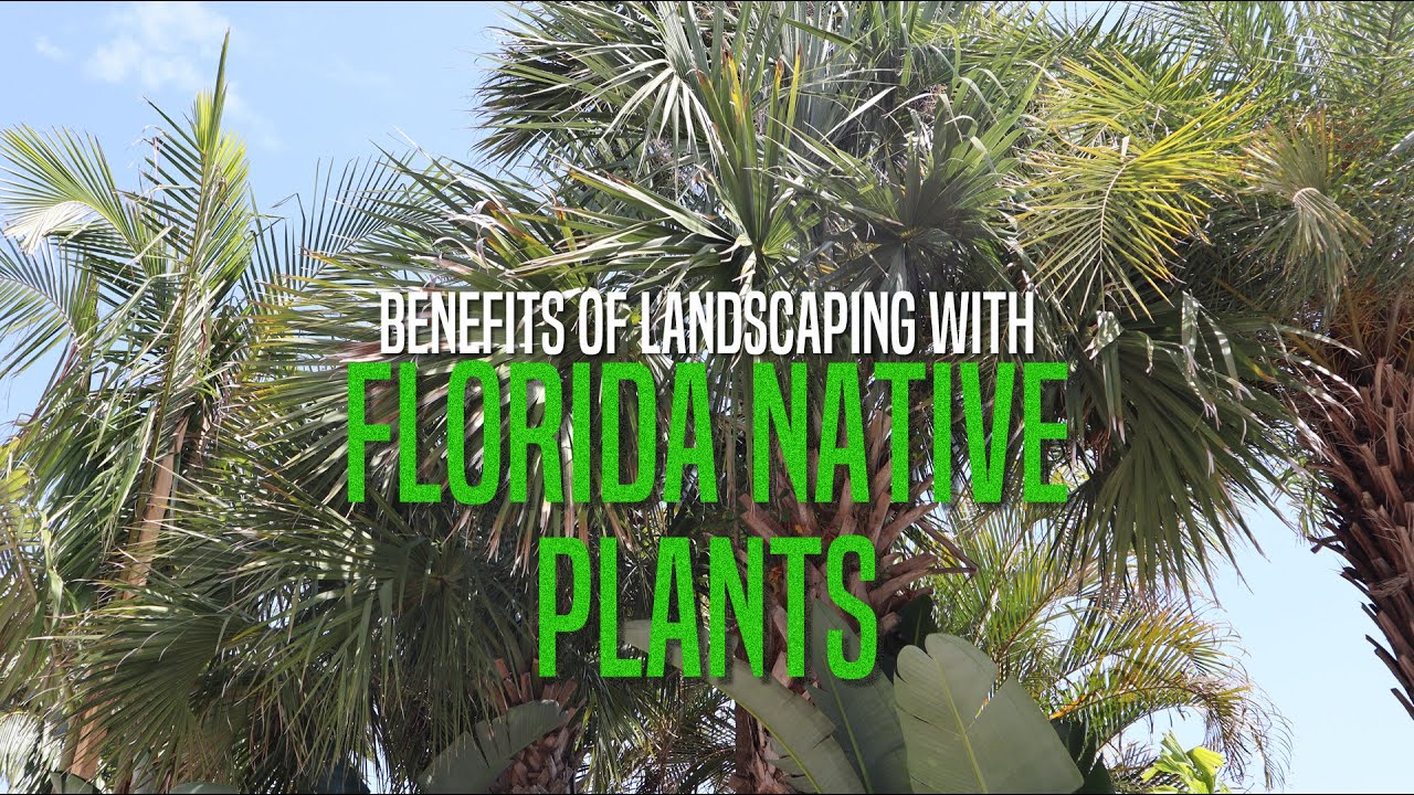 Benefits of Landscaping with Florida Native Plants
