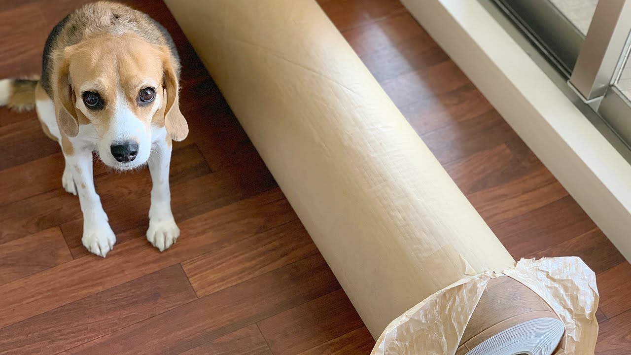 犬が滑りにくい床～クッションフロアの貼り換えDIY【ビーグル多頭飼い】Beagle Puppy