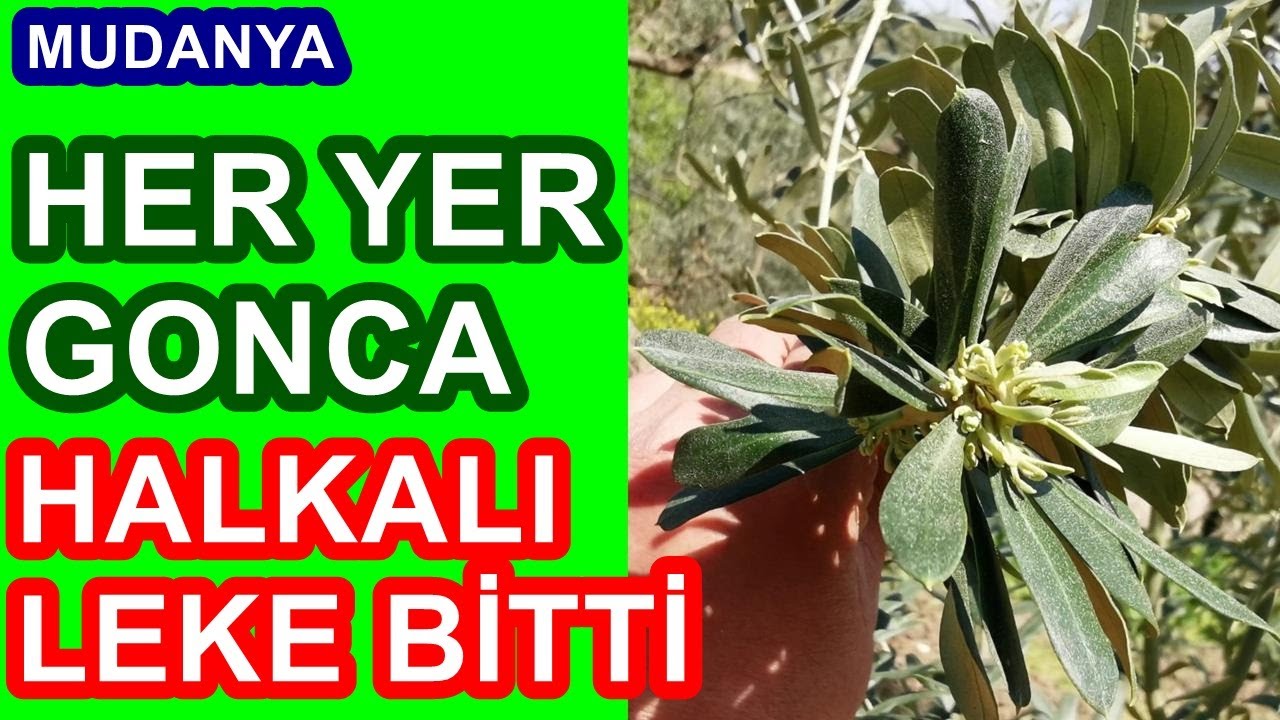 Zeytinde Yaprak Gübrelemesi  -  Zeytin Halkalı Leke Hastalığı - Zeytin Ağacı Çiçek Tutumunu Artırmak