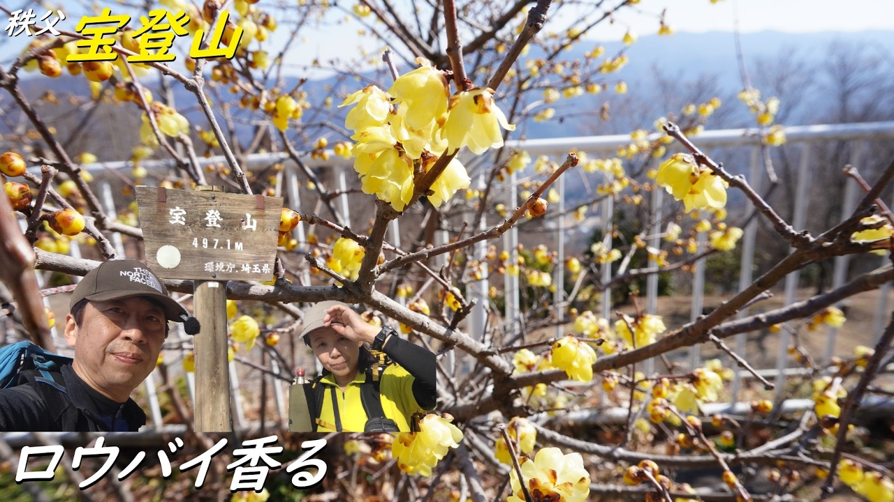 【ロウバイを見に宝登山へ】野上駅から長瀞アルプスでロウバイを見に宝登山！！下山後は長瀞ライン下りへ