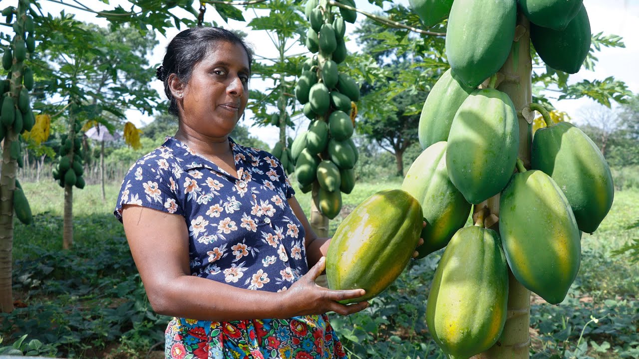 Delicious papaya 🍐 Make a delicious dessert with red papaya 😍.  village kitchen recipe