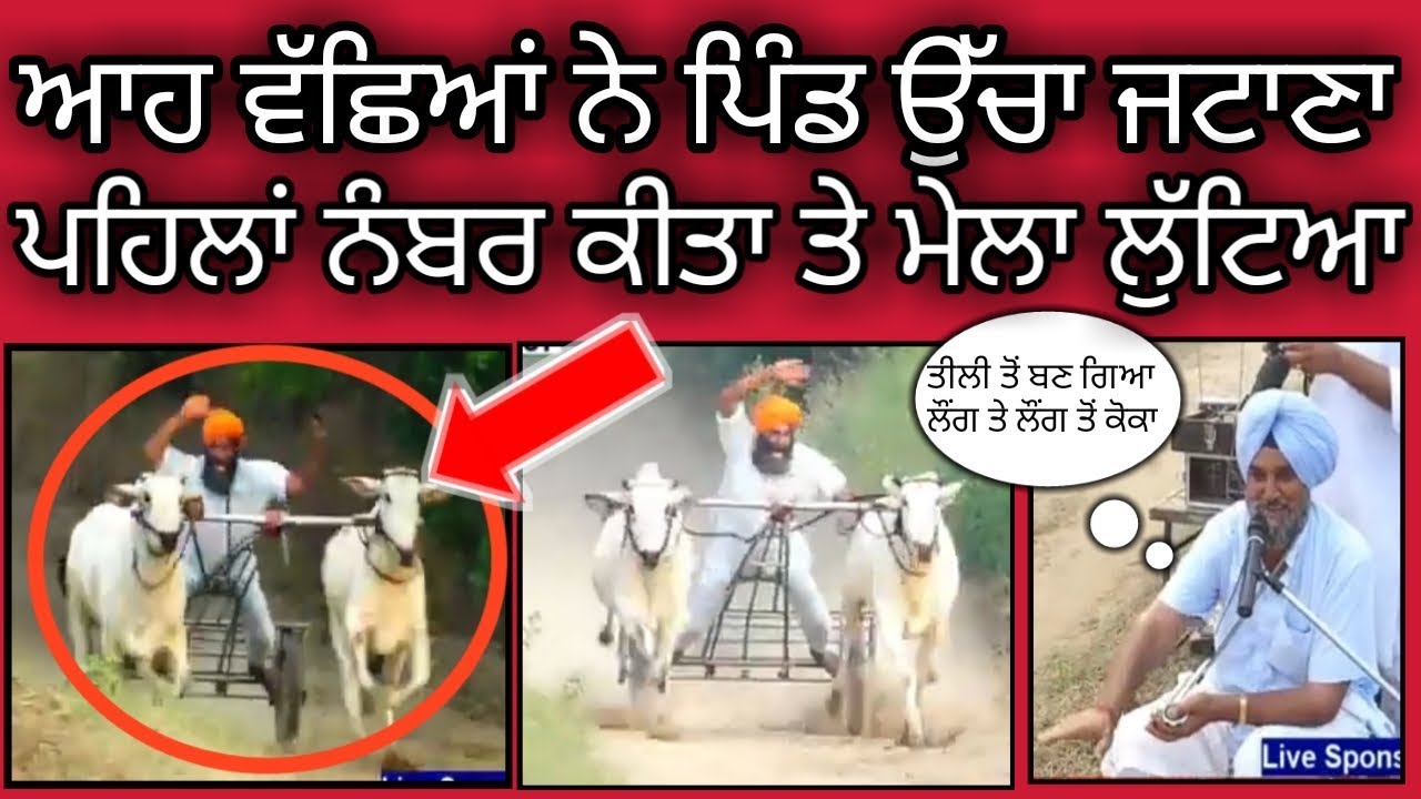 Ox races Ucha Jatana ।। ਜੇਤੂ ਜੋੜੀ ਉੱਚਾ ਜਟਾਣਾ ।। Bald Races ।। ਬਲਦਾਂ ਦੀਆਂ ਦੌੜਾਂ ।। Pendu Culture ।।