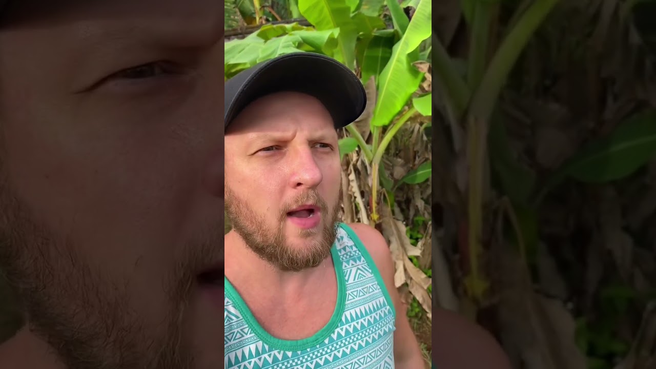 Фрукт Лангсат / Langsat с острова Бали #shorts #бали #bali #fruits #langsat