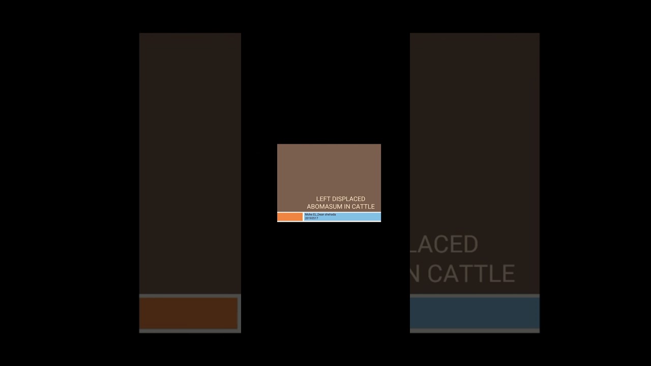 Left Dicplaced abomasum In Cattle