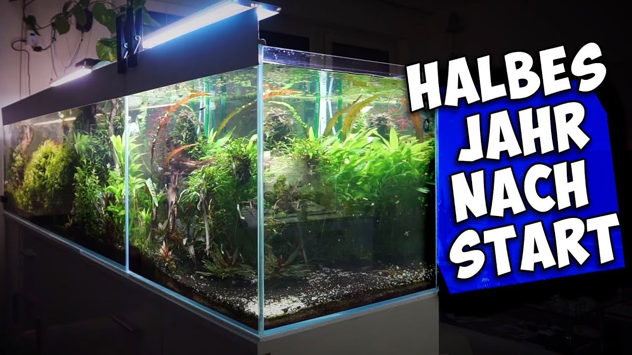 MEIN 600L AQUARIUM NACH 6 MONATEN | XXL AQUASCAPE | Aqua Update