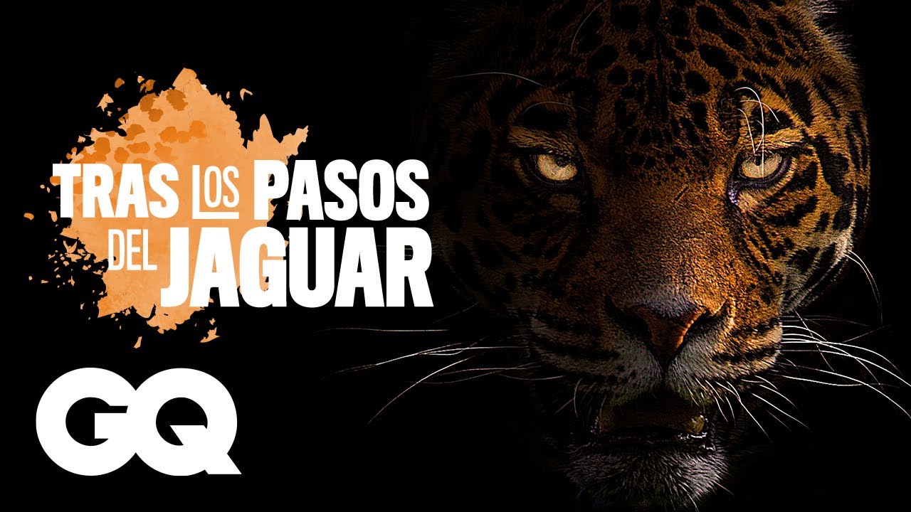 Jaguar en México ¿Una posible extinción? | Tras los pasos del jaguar | GQ Mexico