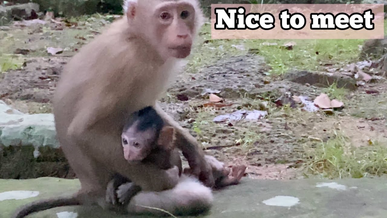 Meet a young mother monkey from Sovanna group by chance with her little .