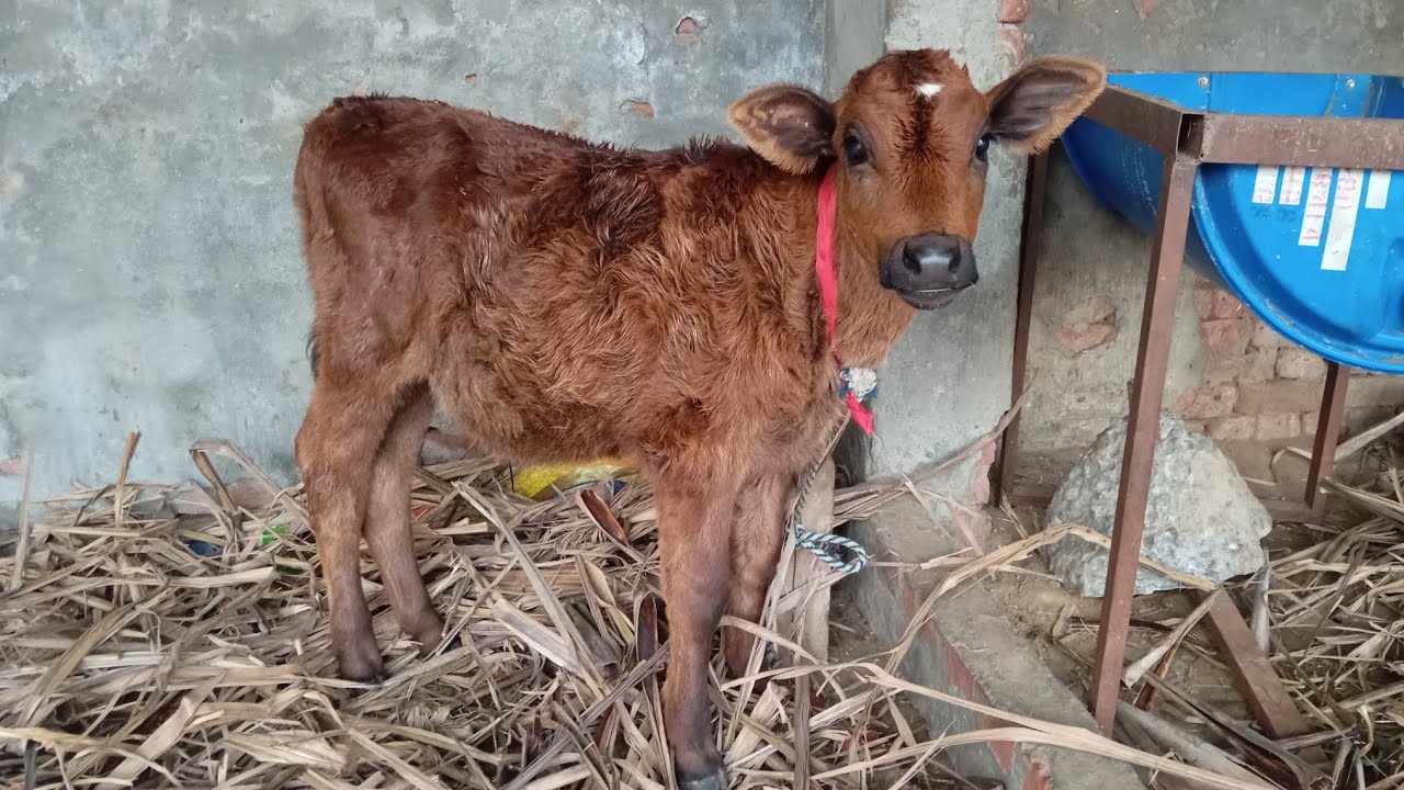 Simba Sher bacha hai koi Takkar mein #abhimanvlog #vlog