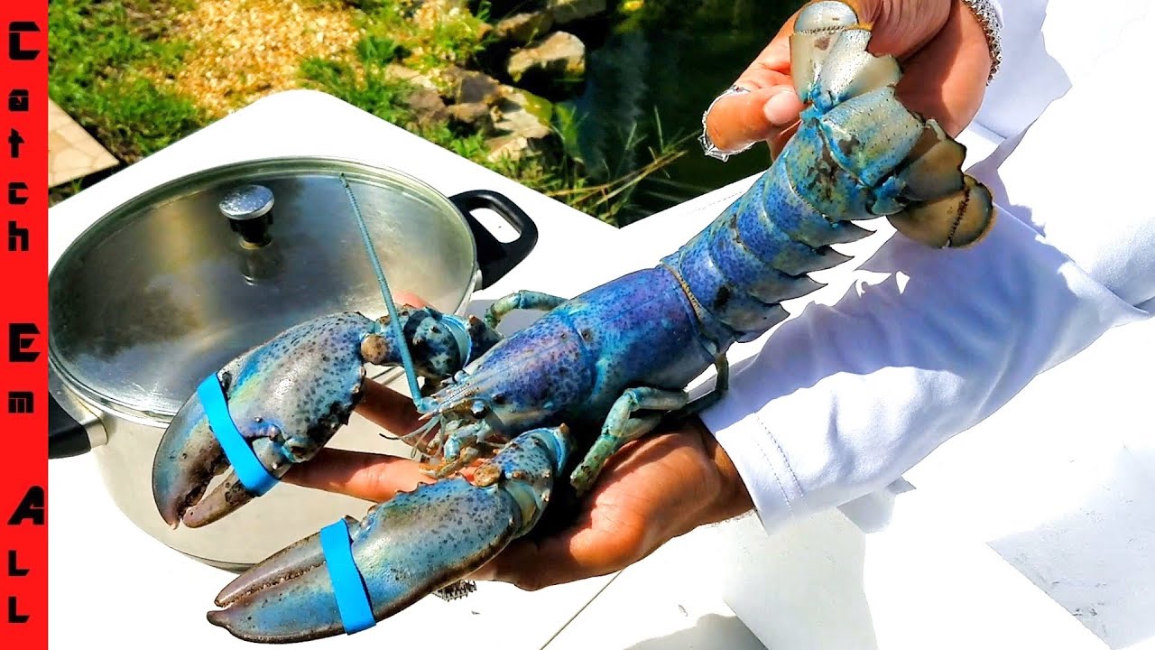 WHY Does BLUE LOBSTER Tastes BETTER? **1 in 2 MILLION Rare COOKING**