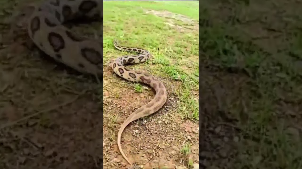Highly venomous snake 😱😲#viral #explorepage #snake #instagram #tiktok #ytshort #mahakal #like