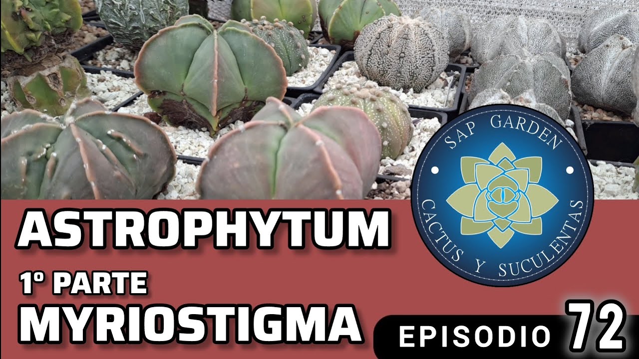 #astrophytum, 1° parte , #myriostigma