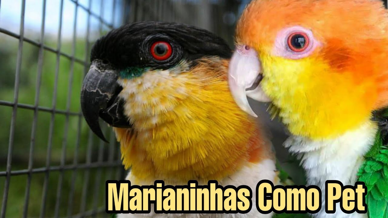Marianinhas Como Pet