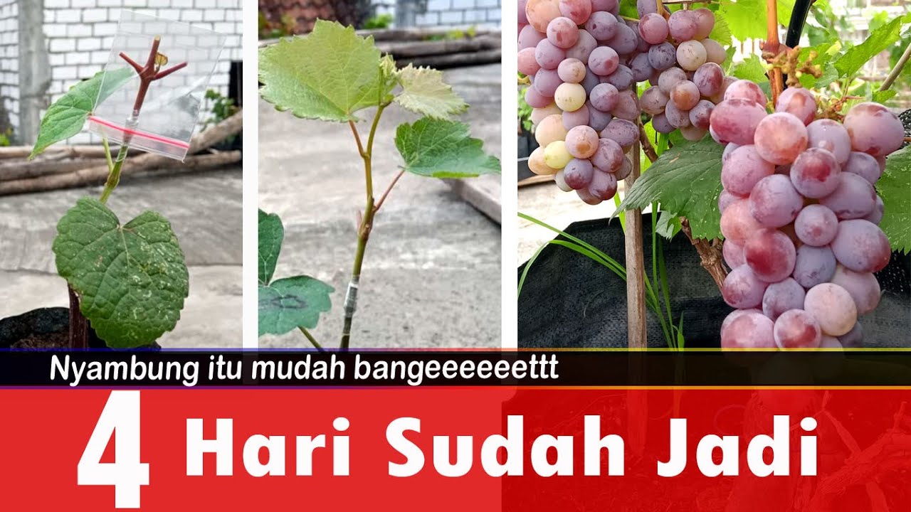 Grafting Anggur Anti Gagal | Sambung pucuk Anggur cara baru | Budidaya Anggur Di indonesia #grafting