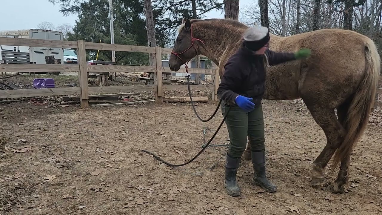 First time Handling Bella's feet #hooserhorsemanship #rockymountain #horsetraining 