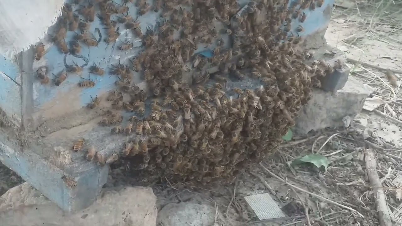 honey bee gone wrong#reel #bee #beelover #honeybee #beelife #beehive #beesting #subscribe