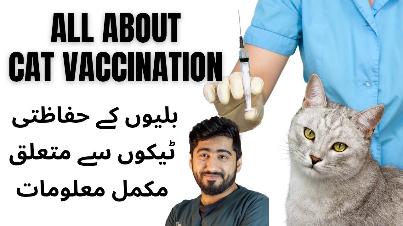 All About Cat Vaccination || Vaccination Schedule & Types || Animalia Dot Pk