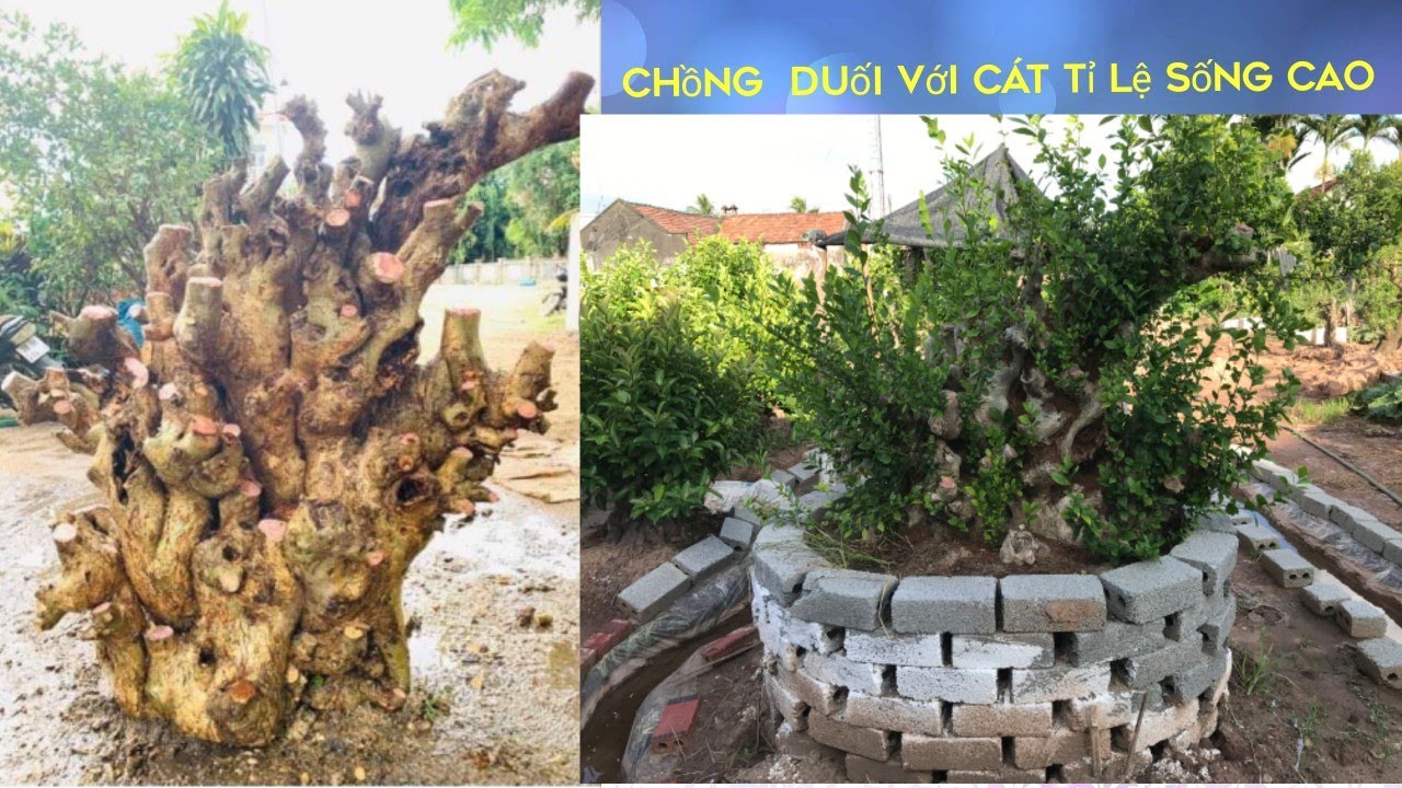 cách trồng cây duối, chia sẻ mọi người cách trồng cây duoi | cây cảnh bonsai