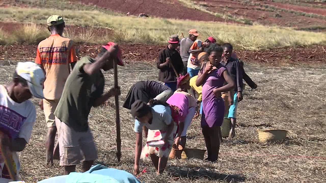 La gestion du Striga