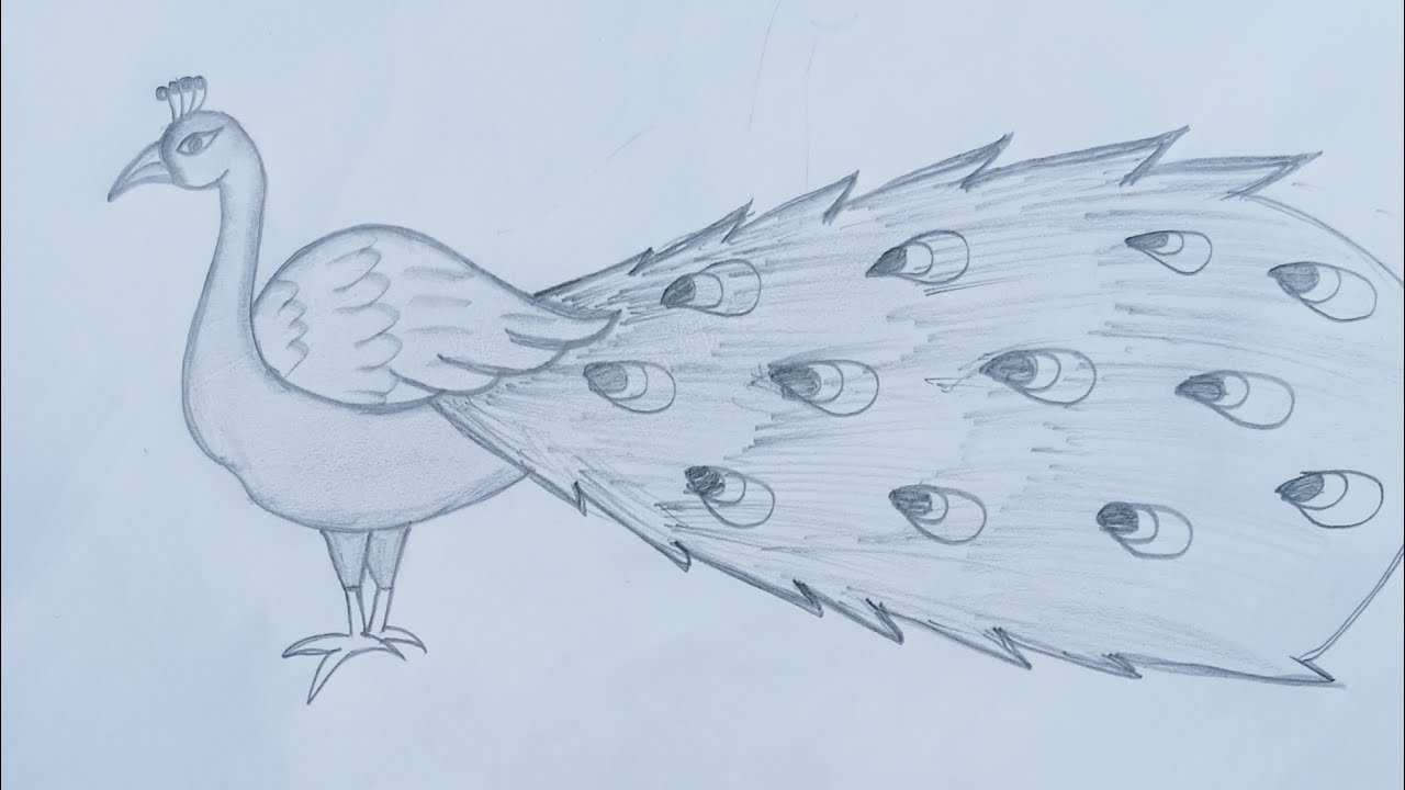 मोर का चित्र बनाना सीखे /how to draw a peacock very easy step by step banana sikhe beautiful peacock