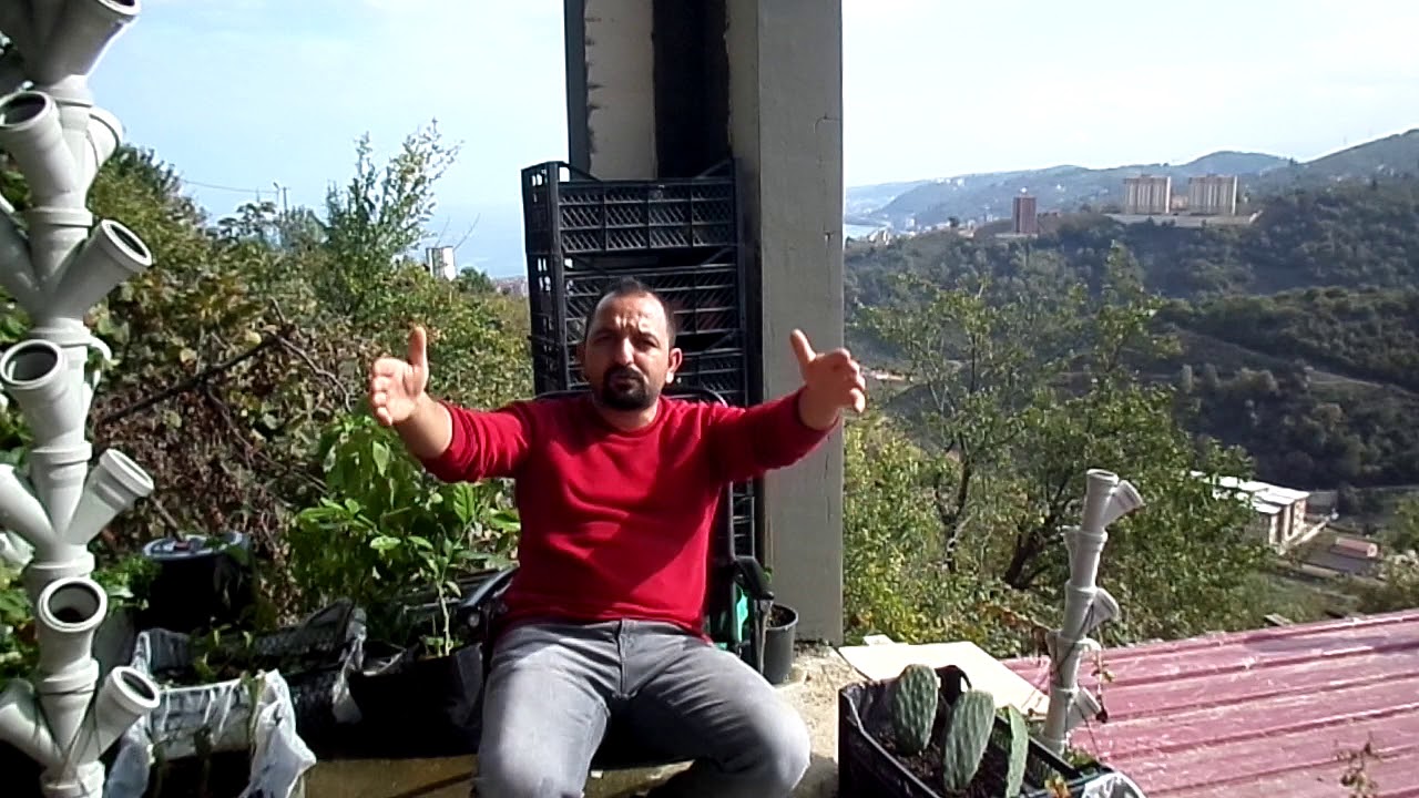 Güvercin Kümesi Nasıl Olmalı Güvercin Nasıl Bakılır