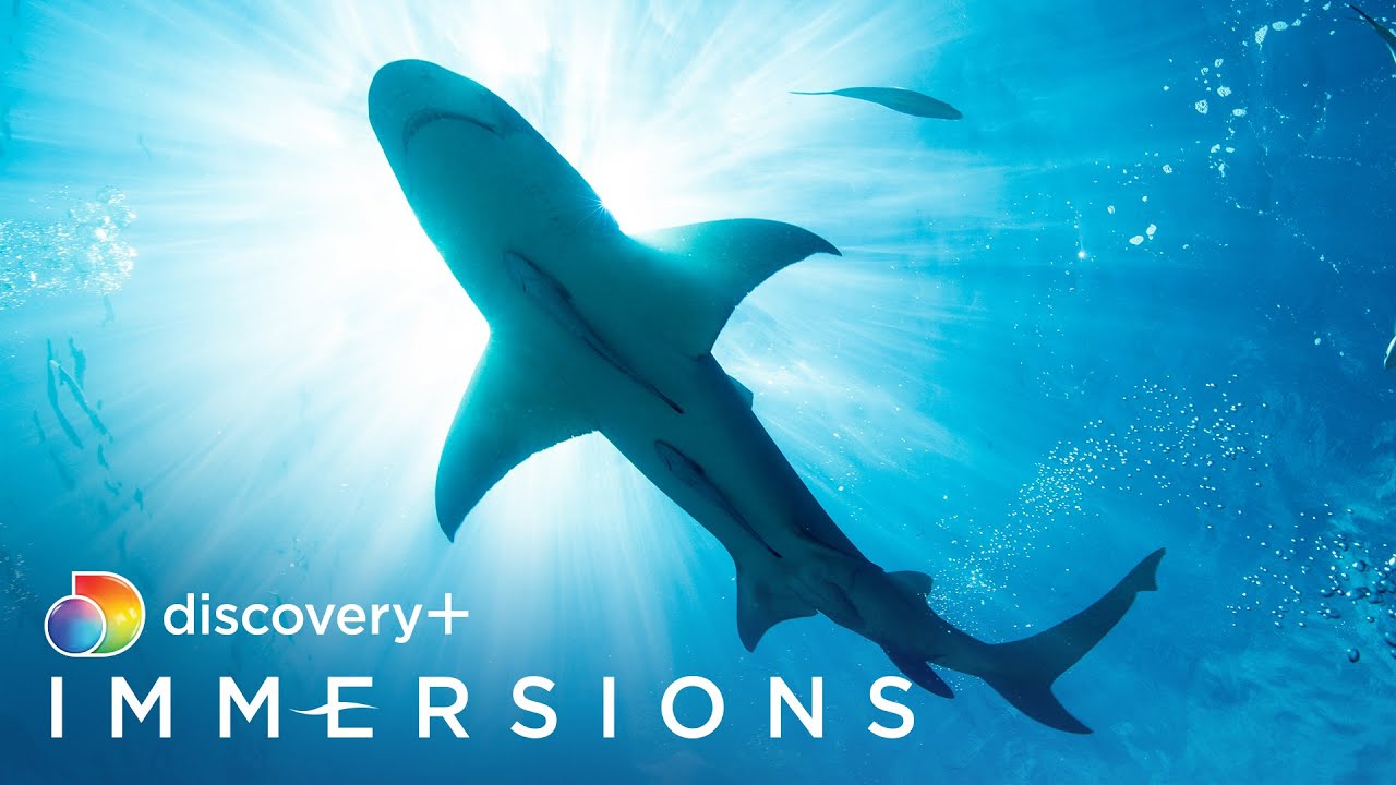 Song of the Shark (Slow TV) | discovery+ Immersions
