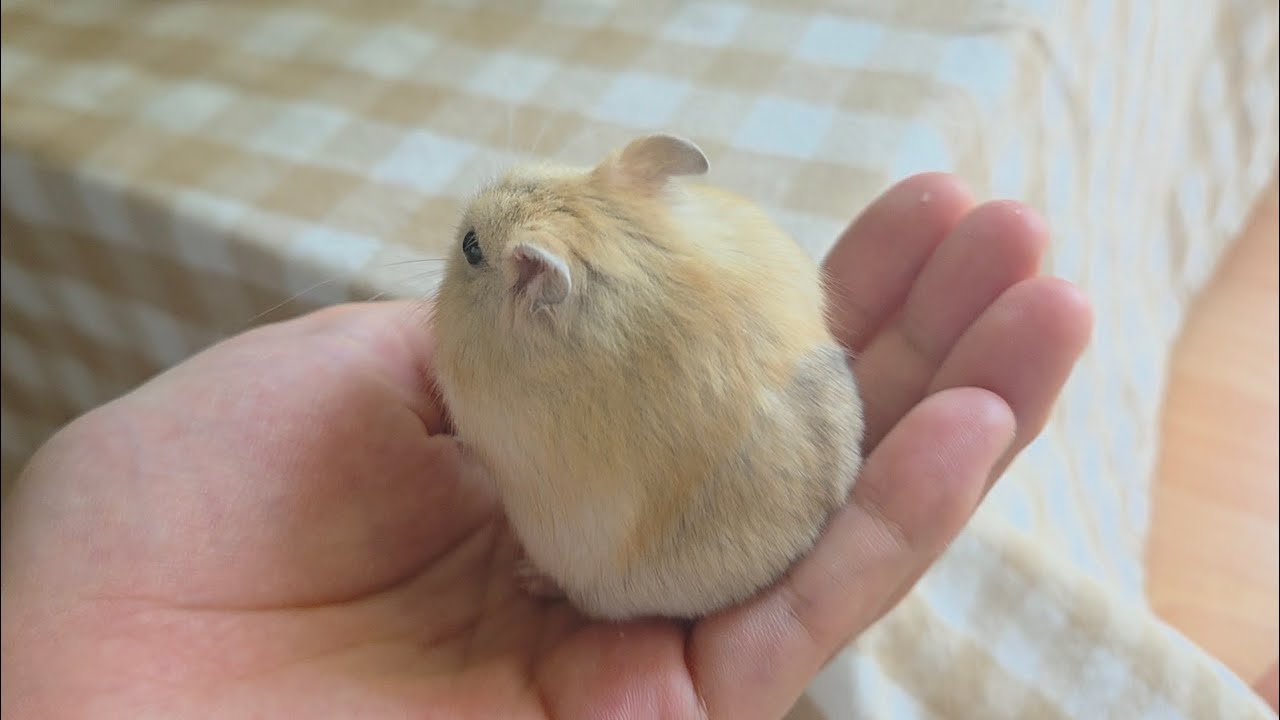 햄생 첫 식빵