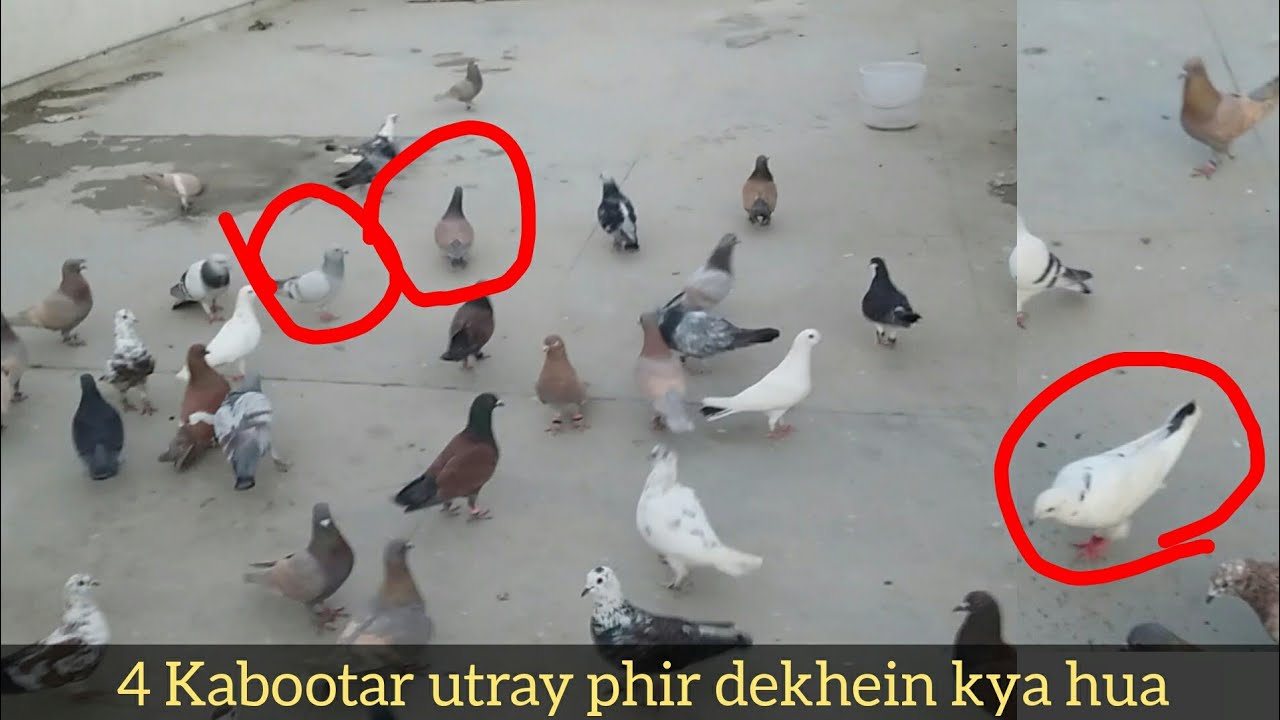 Try to catch 4 pigeon - Gola Pigeon Fight 2019