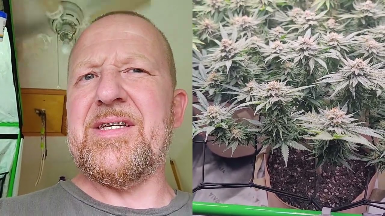 42 Fast Buds Fast Flowering Cannabis at 4&frac12; Weeks In Flowering