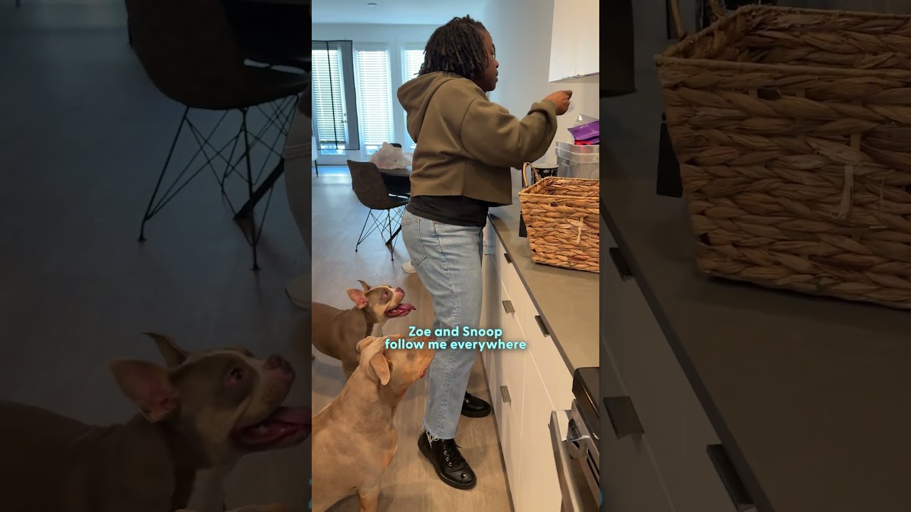 Собак перевезли через всю страну только для того, чтобы бабушка их баловала | The Dodo