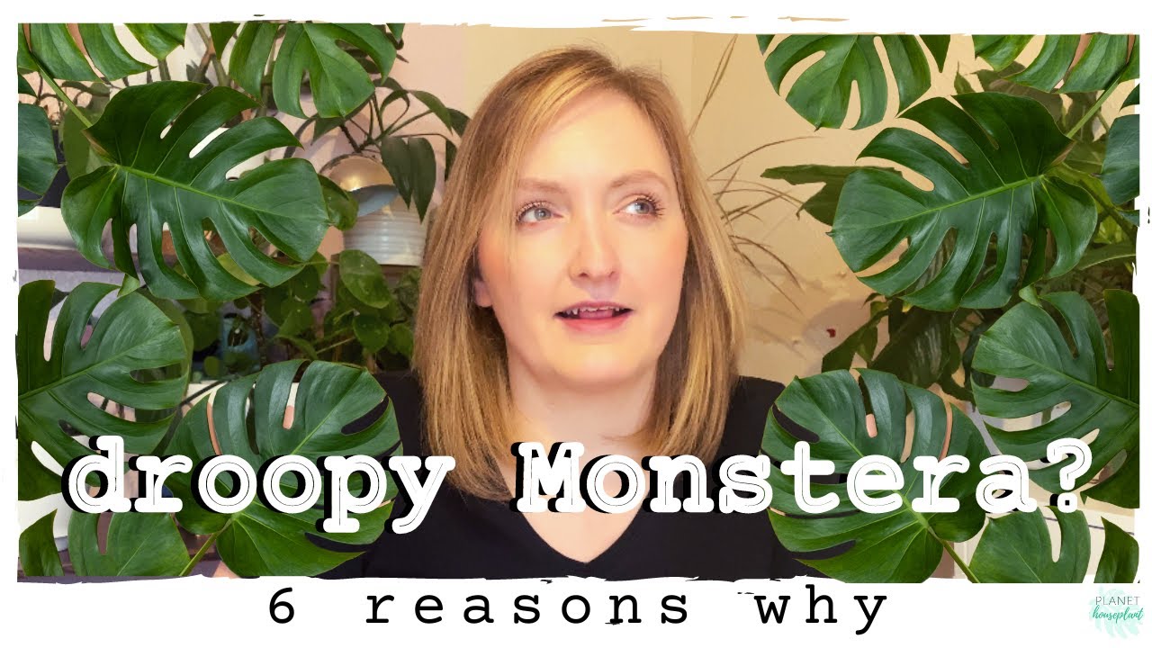 6 Reasons Your Monstera Deliciosa is Droopy