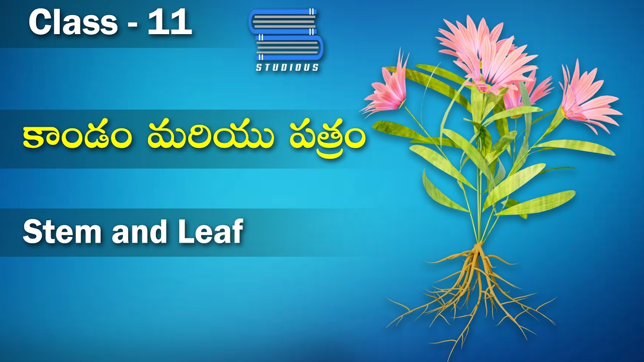 కాండం & ఆకులు – Stem and Leaf | Morphology of Flowering plants | Biology 11 | Class 11 | Inter Bipc