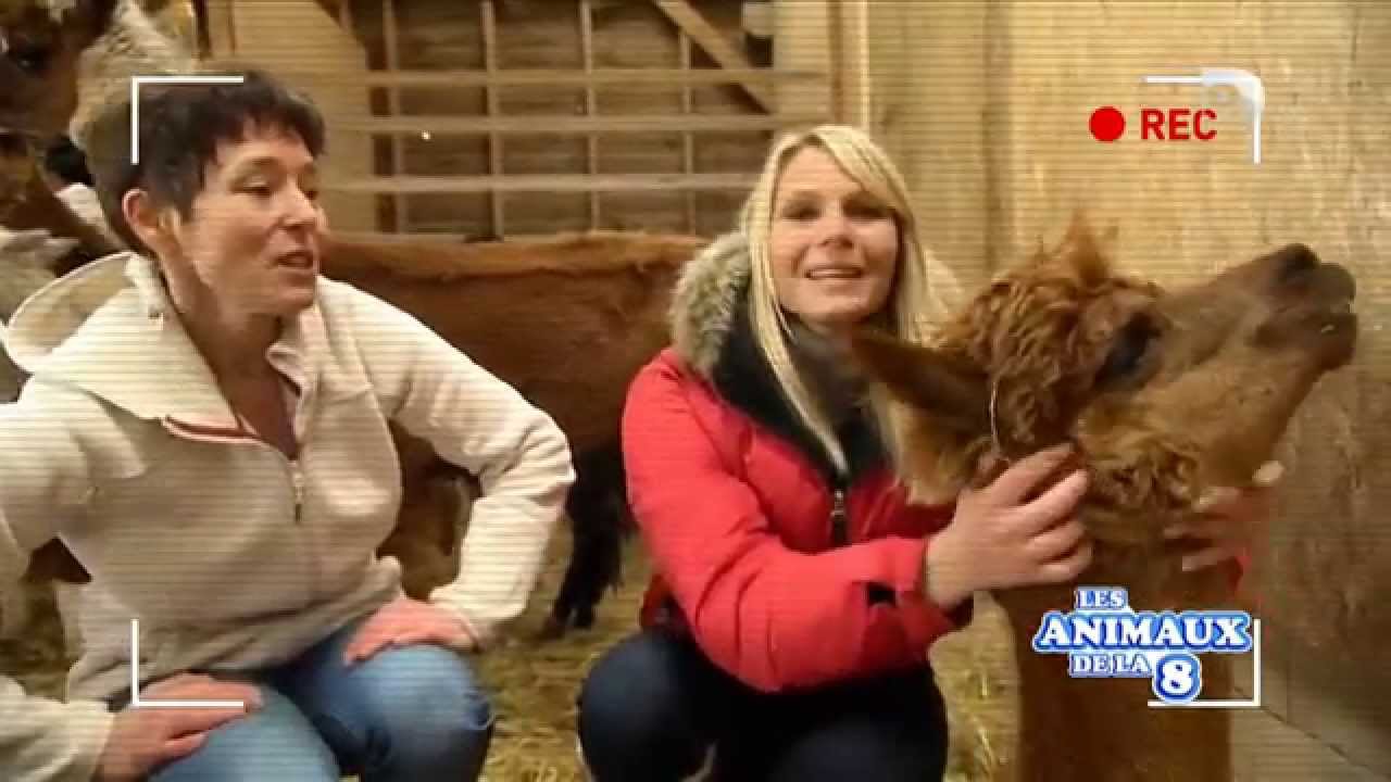 Les Animaux de la 8 - Lamas et alpagas, Elevage de la Tille, Dijon