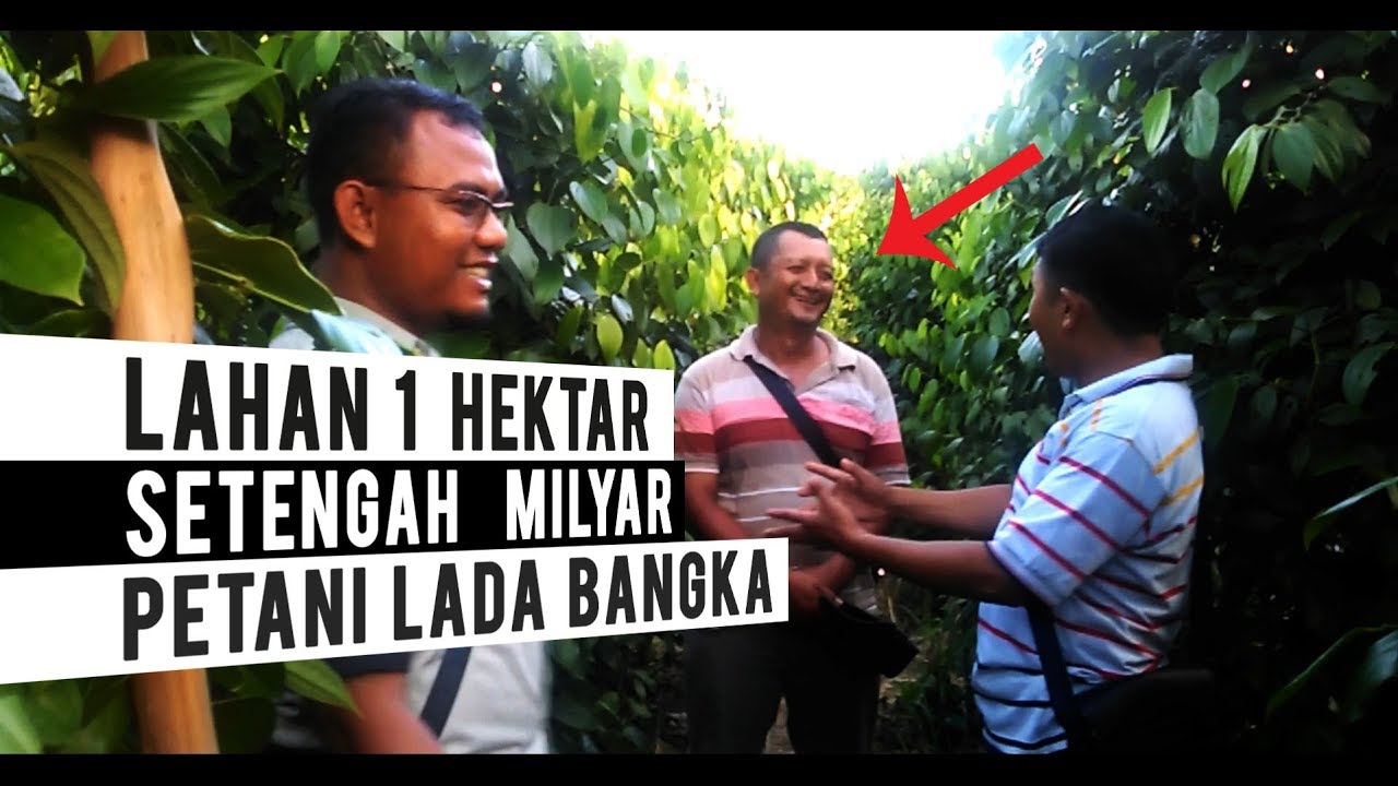 Nyata!! 500 Juta Di Lahan 1 Hektar Sekali Panen Kebun Lada | Petani Lada Bangka Belitung