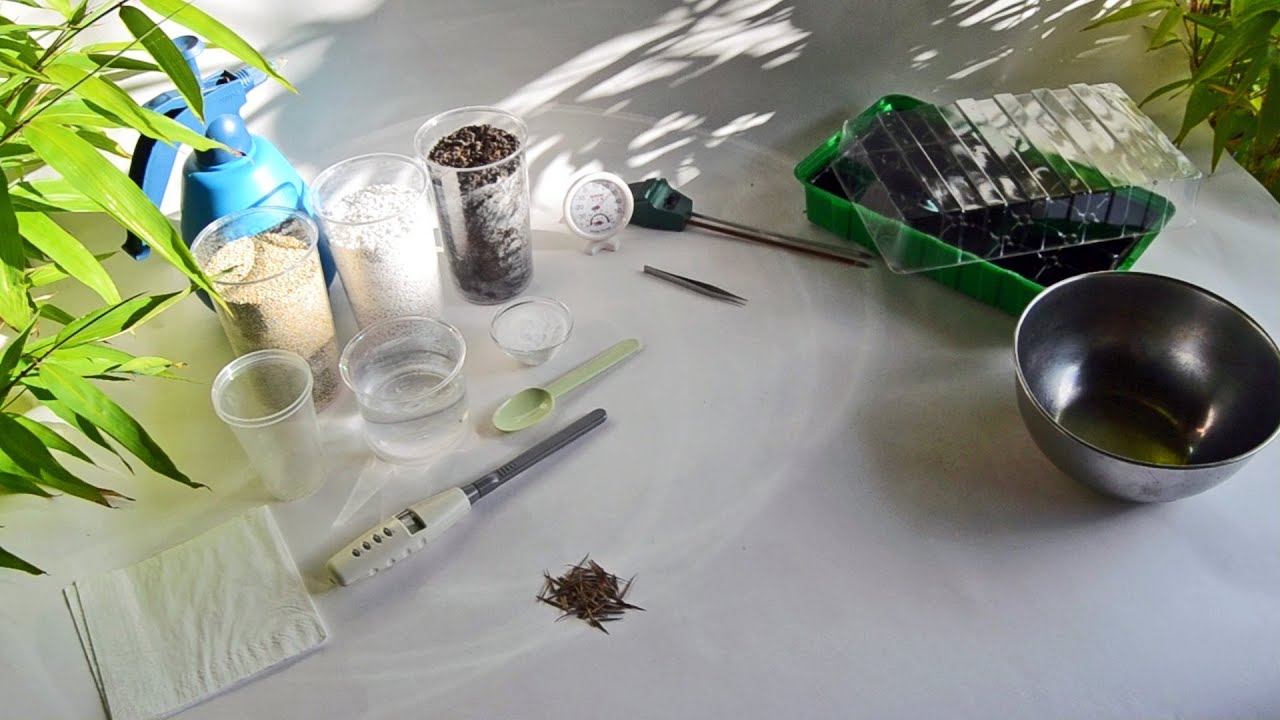 Bamboo Seeds - Germination Instructions