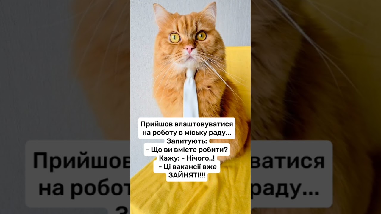 Робота #гуморукраїна #жартиукраїнською #відеодня #гуморукраїнською #кітблогер #cat