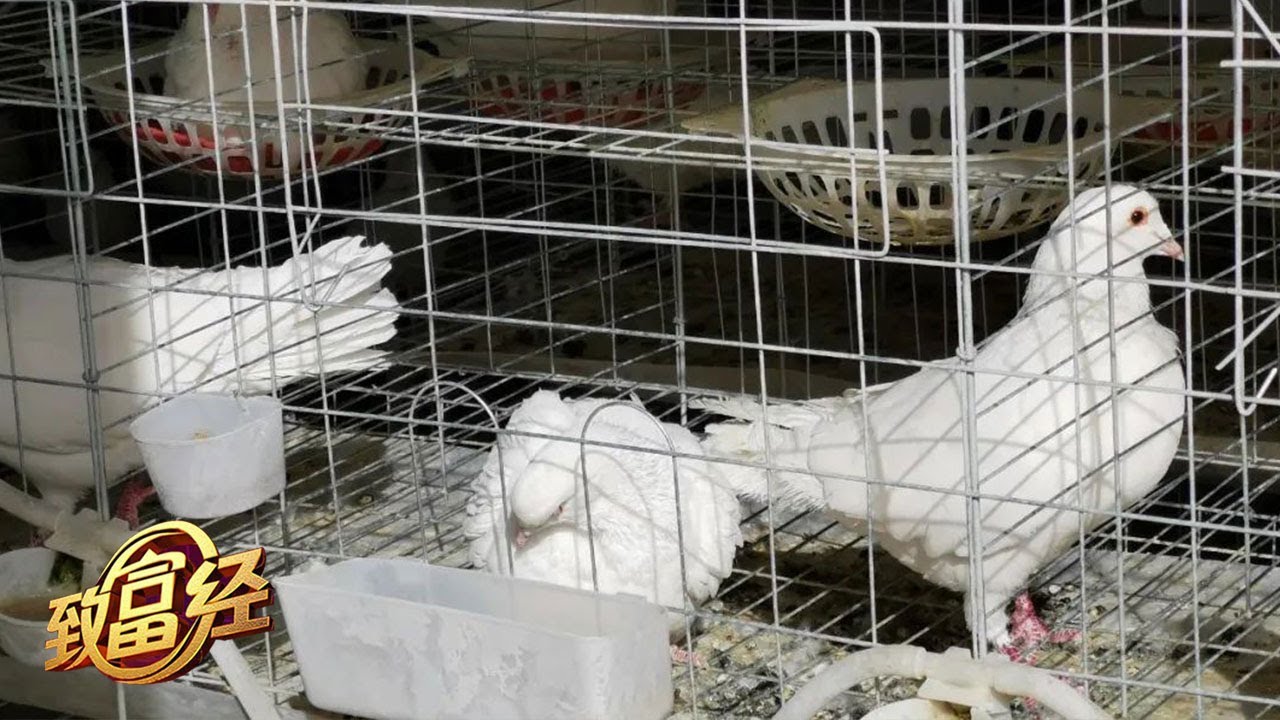 这里养的鸽子个头大，让当地人引以为豪！他们掌握了靠养鸽子赚钱的秘诀，多措并举让小鸽子变身“致富鸟”！|「致富经」20230411