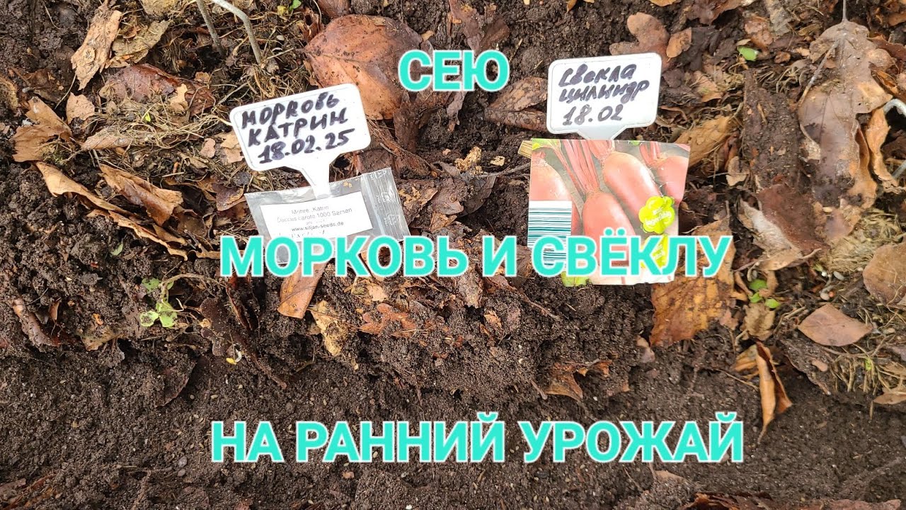 СЕЮ МОРКОВЬ И СВЁКЛУ НА РАННИЙ УРОЖАЙ. 