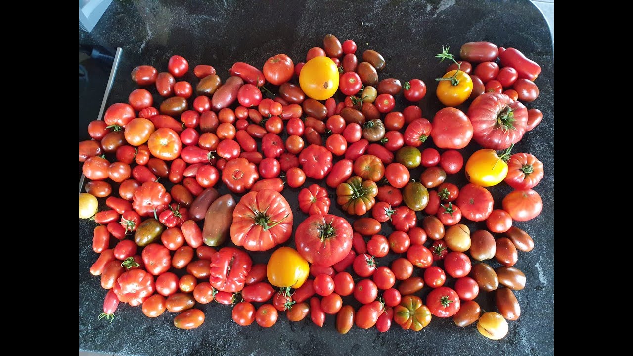 Comment choisir ses variétés de Tomates
