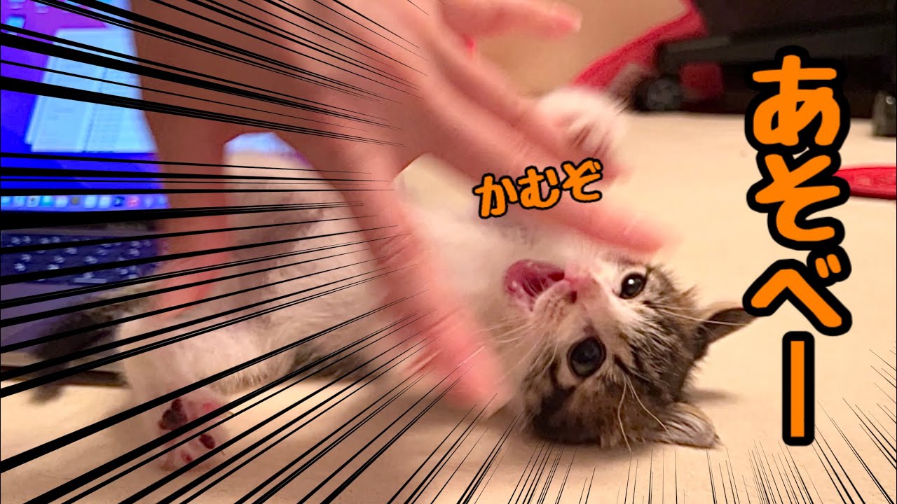 【預かり保護猫】新入り子猫のくせに飼い主の邪魔してきたので、声のトーンを下げて叱ると意外な行動をとりました