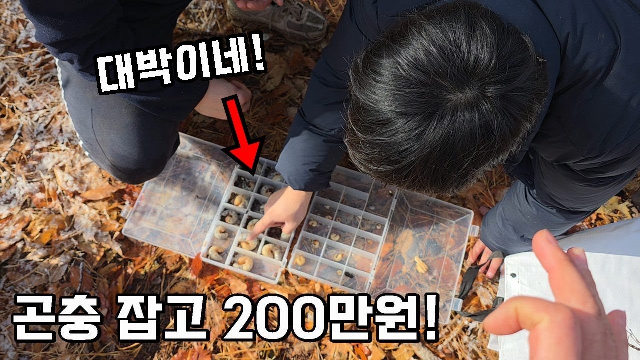 곤충 잡으면 200만원, 치열한 경쟁 속에 결승전이 끝났습니다..과연 결과는?