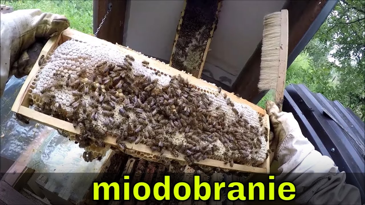 Bezstresowe podbieranie miodu.