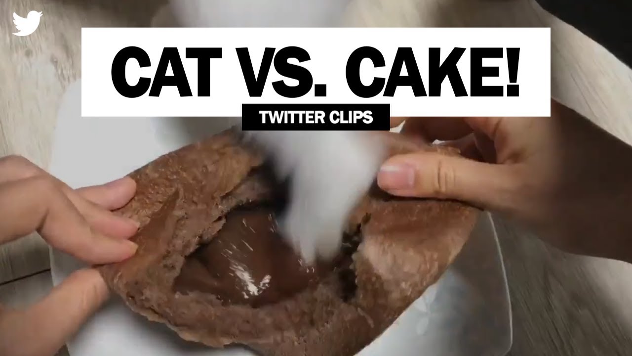 Cat vs. Chocolate Cake! | Funny Video on Twitter