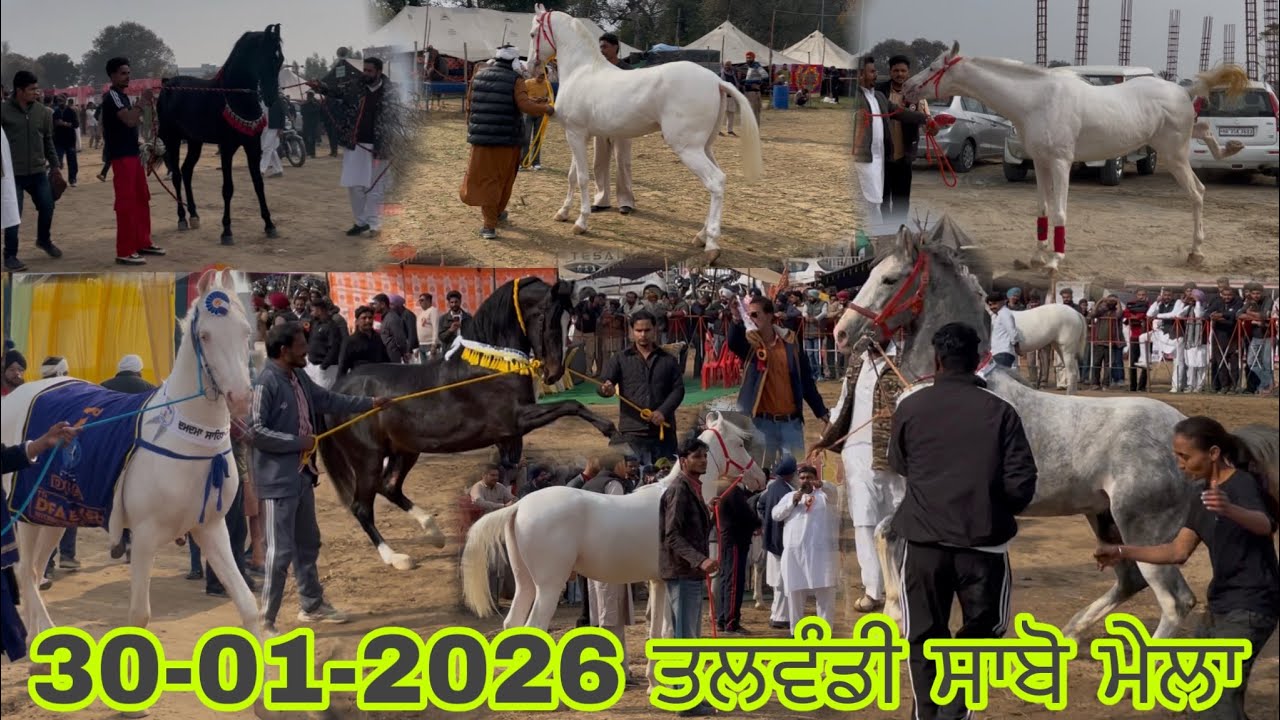 🐎 ਤਲਵੰਡੀ ਸਾਬੋ ਮੇਲਾ 2026 | Talwandi Horse Show  #horse #stallion  #mela 