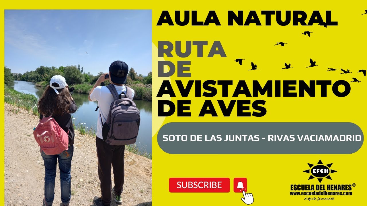 Avistamiento de AVES - Rivas Vaciamadrid (Laguna Soto de las Juntas)