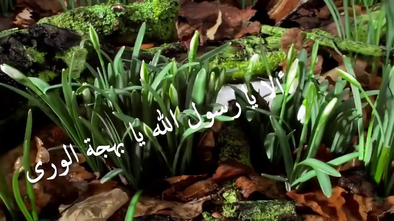 ألا يارسول الله يا بهجة الورى- إنشاد محمد المشري النحوي