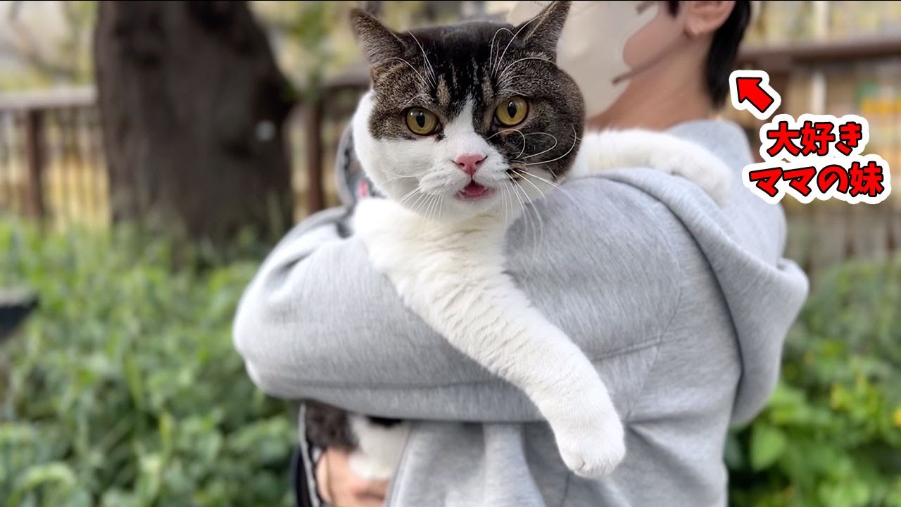 大好きなママの妹とお散歩したら、たくさんの人から声かけられて大喜びな猫がこちら…