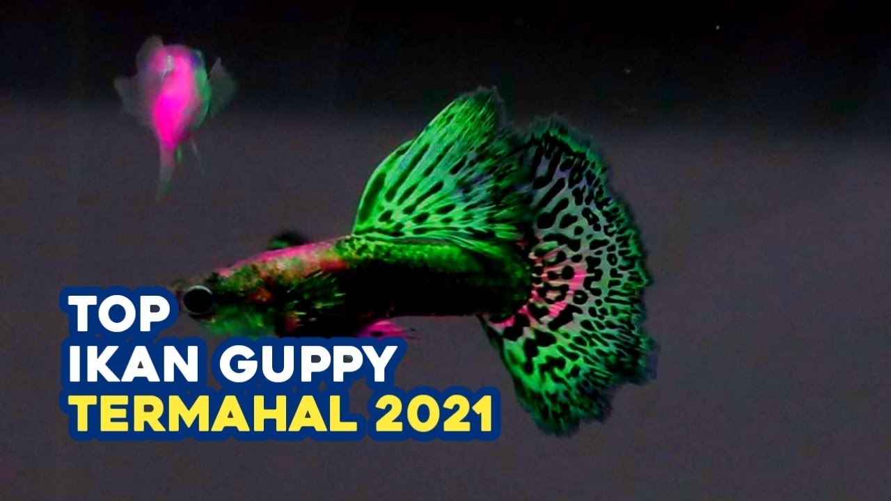 Ikan Guppy Termahal 2021 || Ikan Guppy Black Moscow Blue Moscow Champion Purple Black Samurai x koi